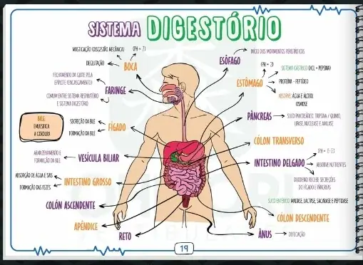 Página da apostila com o mapa mental do sistema digestório